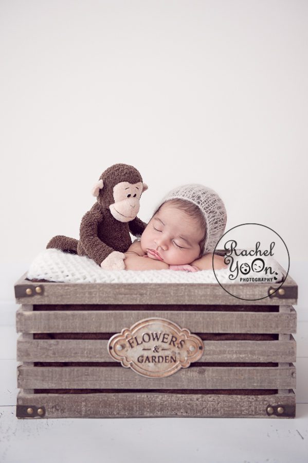 newborn baby girl with a monkey in the garden basket - newborn photography vancouver